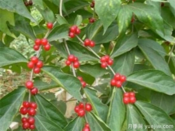 紅豆樹盆景制作方法 紅豆樹盆栽養(yǎng)殖方法和注意事項