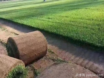 冬天想要綠草如茵，可以試試這幾種草坪