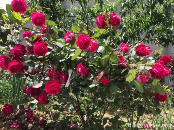 軟香紅月季，古老國(guó)月不輸歐月日月，四季勤開(kāi)花