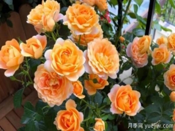 開花機(jī)器果汁陽臺月季，冬日盆栽做到開花旺盛