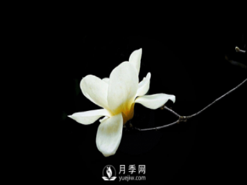 種植白玉蘭樹要如何繁殖育苗？