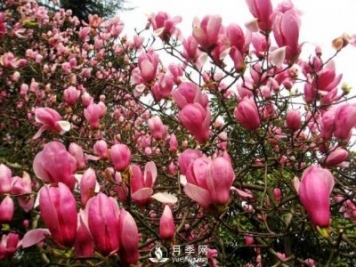 紅玉蘭樹苗葉子干枯掉落應(yīng)該如何處理？