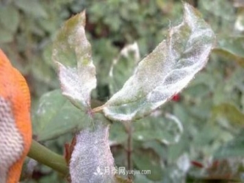 月季得了白粉病怎么辦？這些方法防治有效