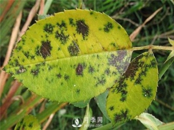 月季發(fā)生黑斑病時(shí)怎么辦？