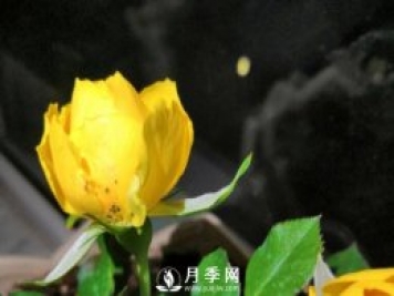 月季花期能不能施肥？用什么肥月季長的好看開花又多？