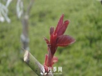 月季前期 要如何施肥呢