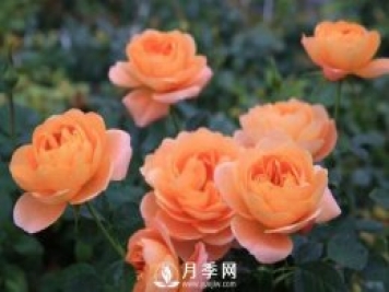 月季萌發(fā)新枝時，應(yīng)該如何施肥