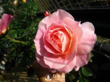 海神王陽(yáng)臺(tái)月季，專為盆栽觀賞而生，四季有花開