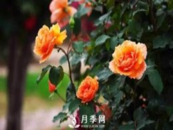 想要月季春天開的好 施肥不能馬虎