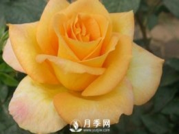 解析一下盆栽月季產(chǎn)生肥害的原因
