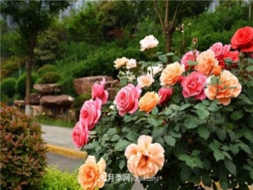 月季花霜霉病怎么預(yù)防和治療？