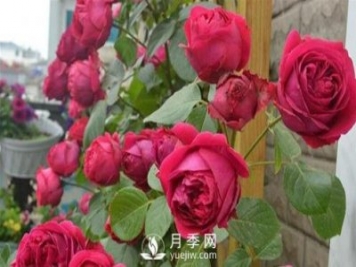 月季出現(xiàn)灰霉病怎么辦？