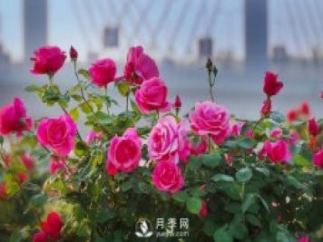 月季霜霉病和病毒病如何防治？月季網(wǎng)告訴你