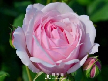 月季施肥有哪些注意事項(xiàng)？月季網(wǎng)告訴你