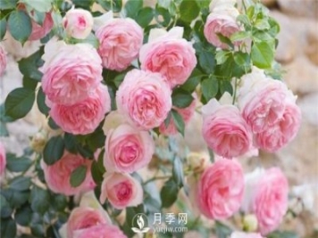 不同時期月季病蟲災(zāi)需要怎么防止