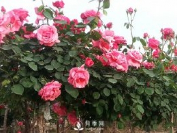 月季新葉卷曲枯萎，對(duì)癥下藥教您防治