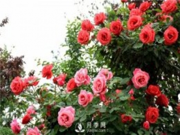 月季養(yǎng)護(hù)中缺各種微量元素時(shí)有哪些不同的表現(xiàn)？