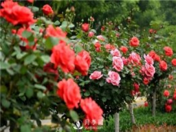 樹(shù)狀月季黑斑病的病理及防治方法是什么？