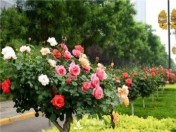 北方月季地栽過(guò)冬的方法是什么？盆栽月季樹(shù)炭疽病如何防治？