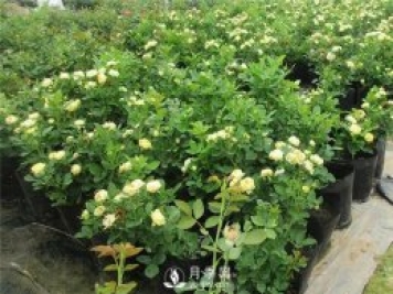 常見(jiàn)的月季發(fā)病癥狀有哪些