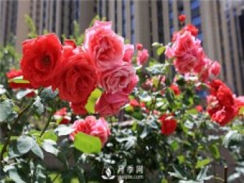 南陽(yáng)樹狀月季培育方法 月季葉面施肥有哪些需要注意的