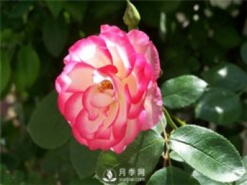 月季上肥辦法有哪些？