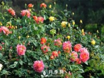 撒上2把糞肥，月季夏花開得超旺
