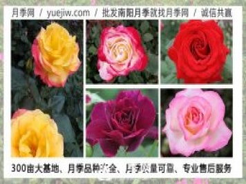月季在什么溫度下可以施肥？月季一年四季都可以施肥