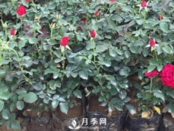 月季養(yǎng)護的水肥管理