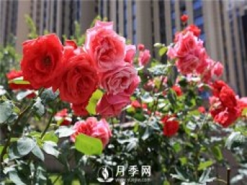 冬季月季花可以施肥嗎？