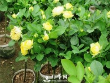 冬季月季到底要施肥嗎