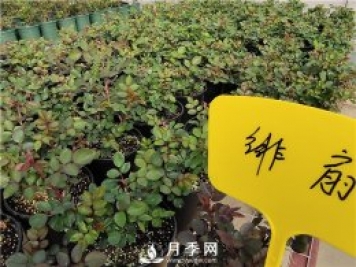 初春花卉“施肥”時機正好，要注意幾點