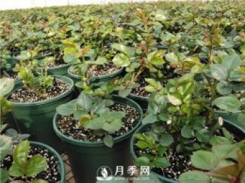 倒春寒 你的月季要怎么養(yǎng)護呢