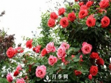 花卉的品種不同，對肥料的要求也不同