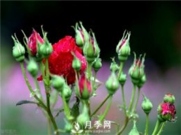 想要月季花苞多 開花好看 你需要這樣施肥