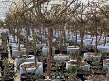 3月各種園林植物修剪指南