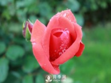 月季安全高效施肥技術(shù)