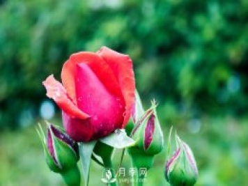 月季施肥和月季冬天養(yǎng)護(hù)，花友心得