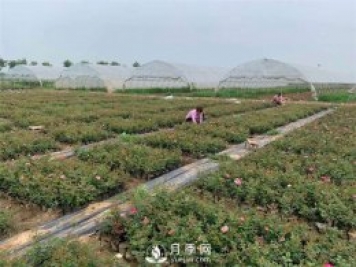 發(fā)酵有機(jī)肥不徹底對(duì)月季的危害你知道嗎？