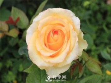 大花月季種植水肥如何管理？