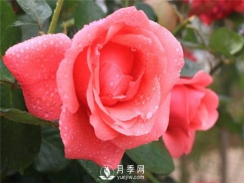秋季園林苗木病蟲害防治知識(shí)，月季防治黑斑病