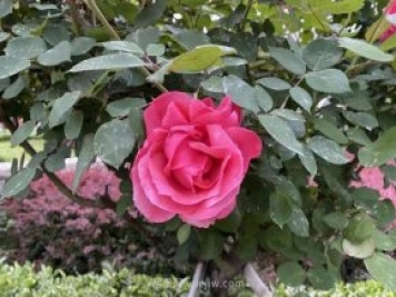 石家莊月季市花盛開(kāi)，20萬(wàn)株驚艷城市美景