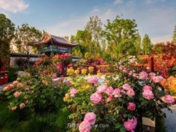南陽(yáng)月季的出圈之路