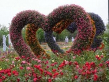 6000余種月季盛開(kāi) 花?！白砻馈蹦详?yáng)城