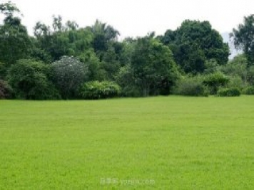 如何進(jìn)行草坪滾壓？有什么方法？
