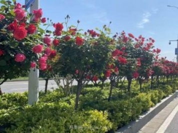 夏季苗木容易出現(xiàn)日灼現(xiàn)象？如何才能進行預(yù)防？