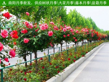 南陽城市名片之月季：月季花開 滿城芬芳