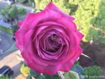 冬季月季花開花了后該怎么施肥