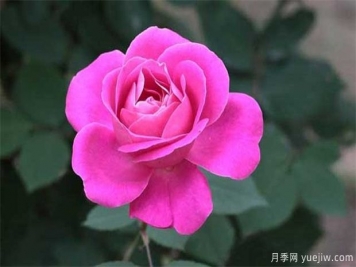 月季種植戶不可不看的月季施肥管理技術(shù)