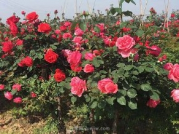 判斷月季花缺乏營養(yǎng)的竅門